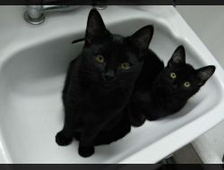 Oferte Adoptii Pisica