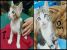 4 puiuti jucausi si iubitori pentru adoptie