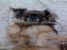Adopt catelusa pechinez sau bichon