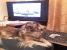 Adopt catelusa pechinez sau bichon