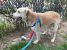 Adoptie metis Labrador sterilizat, vaccinat, deparazitat