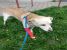 Adoptie metis Labrador sterilizat, vaccinat, deparazitat