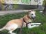 Adoptie metis Labrador sterilizat vaccinat deparazitat