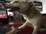 Adoptie metis Labrador sterilizat vaccinat deparazitat