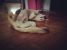 Adoptie metis Labrador sterilizat vaccinat deparazitat