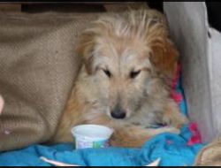 Oferte Adoptii Caine