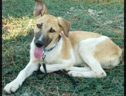 Oferte Adoptii Caine