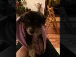 Oferte Adoptii Caine