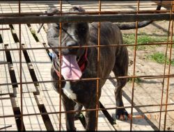 Oferte Adoptii Caine