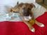 Artemis - pui de catel pentru adoptie urgenta!