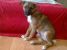 Artemis - pui de catel pentru adoptie urgenta!