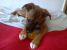 Artemis - pui de catel pentru adoptie urgenta!
