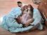 Artemis - pui de catel pentru adoptie urgenta!