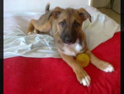 Oferte Adoptii Caine
