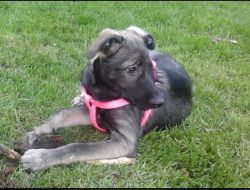 Oferte Adoptii Caine