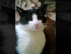 Oferte Adoptii Pisica