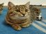 Biggie, blanita matasoasa si suflet jucaus, pentru adoptie cu iubire