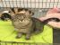 Biggie, blanita matasoasa si suflet jucaus, pentru adoptie cu iubire