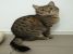 Biggie, blanita matasoasa si suflet jucaus, pentru adoptie cu iubire