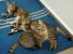 Biggie, blanita matasoasa si suflet jucaus, pentru adoptie cu iubire