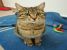 Biggie, blanita matasoasa si suflet jucaus, pentru adoptie cu iubire