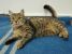 Biggie, blanita matasoasa si suflet jucaus, pentru adoptie cu iubire