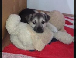 Oferte Adoptii Caine