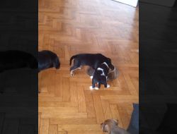 Oferte Adoptii Caine