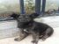 Catel de 3 luni abandonat