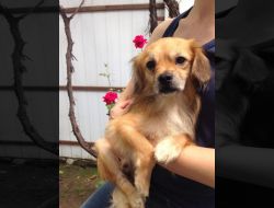 Oferte Adoptii Caine