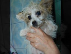 Oferte Adoptii Caine