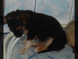 Oferte Adoptii Caine