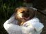 Catelusa 6 luni pentru adoptie