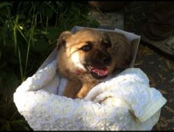 Oferte Adoptii Caine