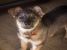 Catelusa, metis, 3-4 luni, pentru adoptie