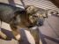 Catelusa, metis, 3-4 luni, pentru adoptie