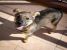 Catelusa, metis, 3-4 luni, pentru adoptie