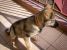 Catelusa, metis, 3-4 luni, pentru adoptie
