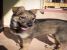 Catelusa, metis, 3-4 luni, pentru adoptie