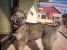 Catelusa, metis, 3-4 luni, pentru adoptie