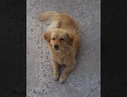 Oferte Adoptii Caine