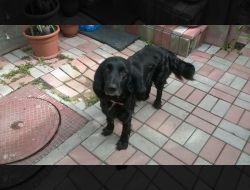 Oferte Adoptii Caine
