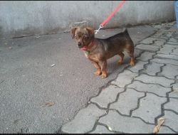 Oferte Adoptii Caine