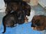 Catelusi, 6 saptamani, pentru adoptie