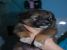 Catelusi, 6 saptamani, pentru adoptie