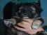 Catelusi, 6 saptamani, pentru adoptie