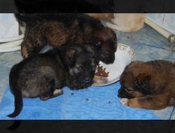 Oferte Adoptii Caine