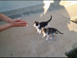 Oferte Adoptii Pisica