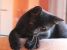 Conny pentru adoptie cu iubire