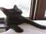 Conny pentru adoptie cu iubire